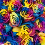 Rainbow roses1