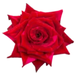 Panther Red Rose 50 CM - 25 Stems