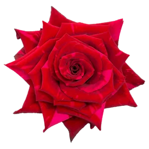 Panther Red Rose 50 CM - 25 Stems