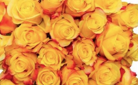 Roses 50 Stems Fall Color1