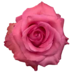 Roses Pink Color-50 Stems