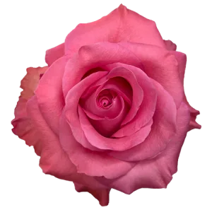 Roses Pink Color-50 Stems