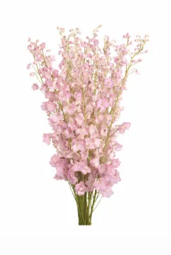 Bulk Delphinium 10 stems
