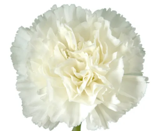 white carnation11