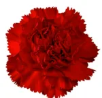 red carnation11