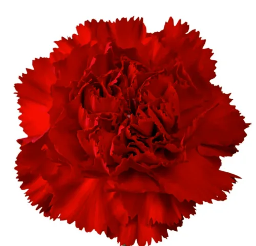 red carnation11
