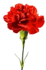 red carnation11