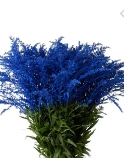 Solidago Tinted Blue Solidago Tinted Blue11