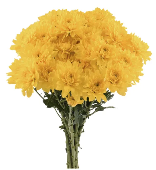 Chrysanthemum Spray Cushion Yellow11
