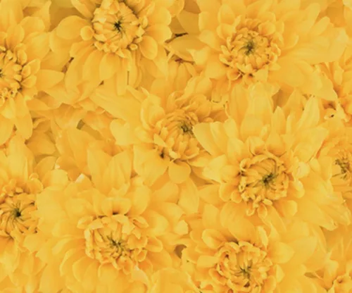 Cushion Yellow11