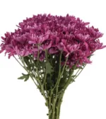 Novelty Poms Purple11