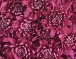 Novelty Poms Purple11