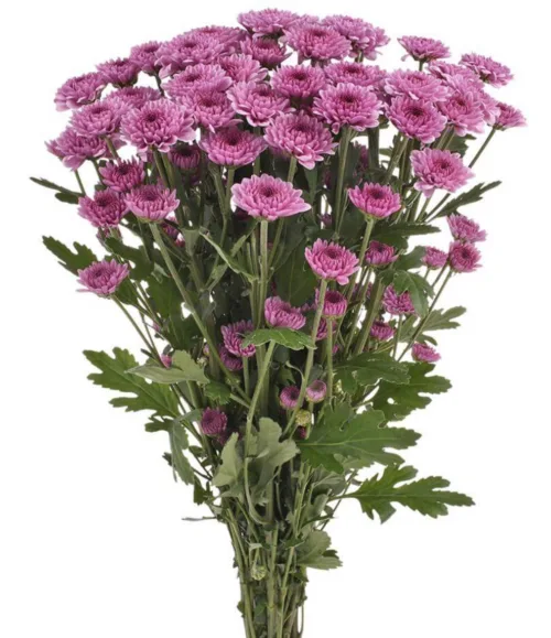 Shade of Light Purple111