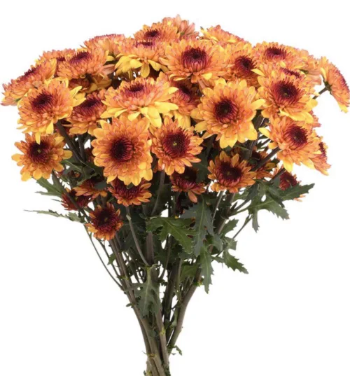 Chrysanthemum Spray Bronze111