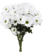 Daisy White11