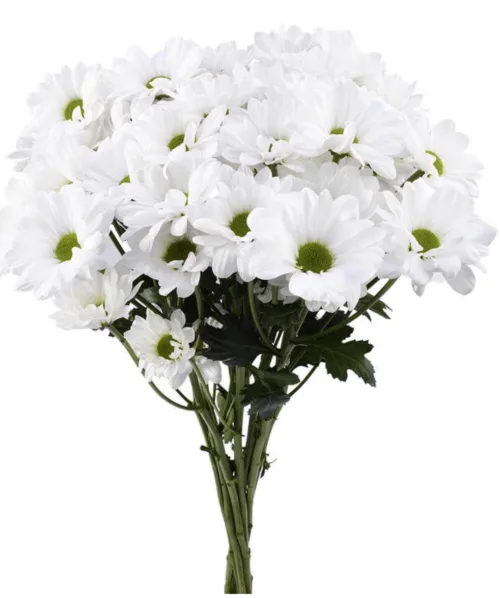 Daisy White11