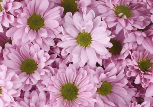 Chrysanthemums Spray Pink11