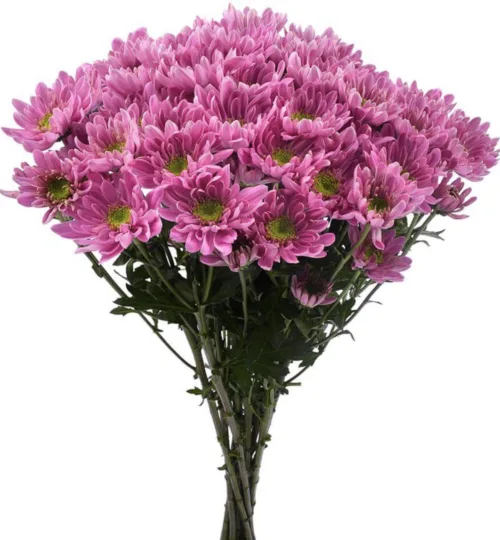 Daisy Purple11