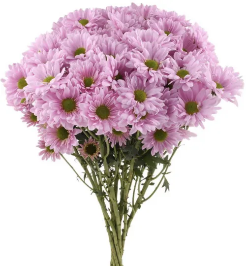 Spray Pink11