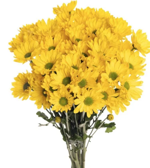 Daisy Yellow11