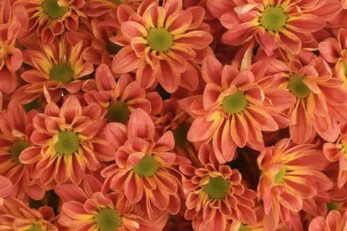 Fall Color11