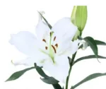 Oriental Lilies White11