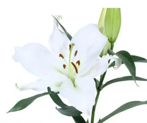 Oriental Lilies White11