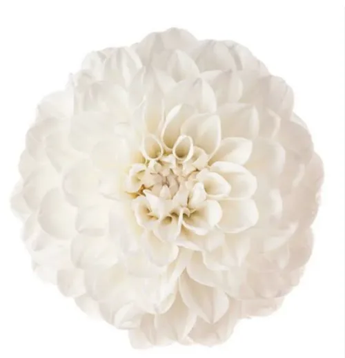 White Dahlia 111