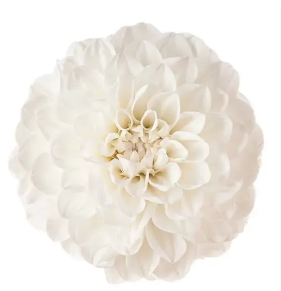 White Dahlia Flowers - 5 Stems White Dahlia Flowers - 5 Stems