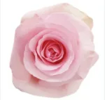 light pink roses111