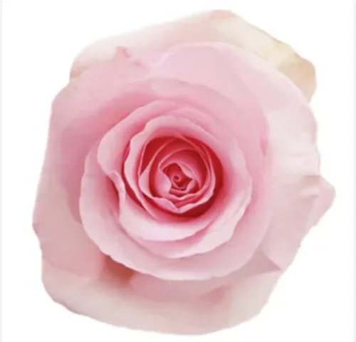light pink roses111