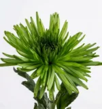 Green Spider Anastasia11