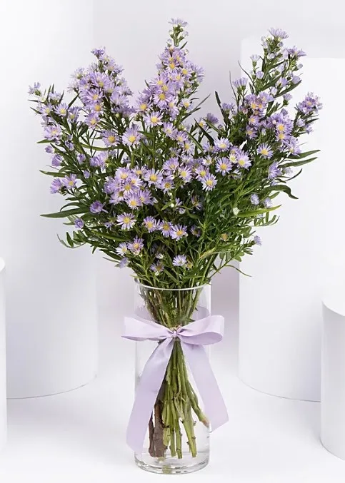 September Birth Flowers - Aster1