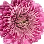Chrysanthemum Single Cremon Purple