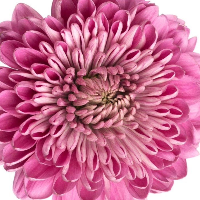 Chrysanthemum Single Cremon Purple
