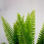 Sword Fern Greens11