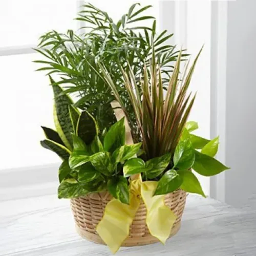 Tribute Dish-Garden Plants11