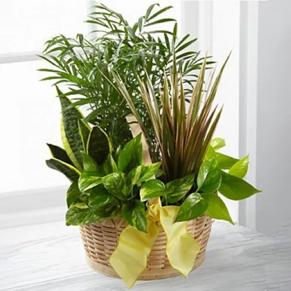 Tribute Dish-Garden Plants Tribute Dish-Garden Plants11