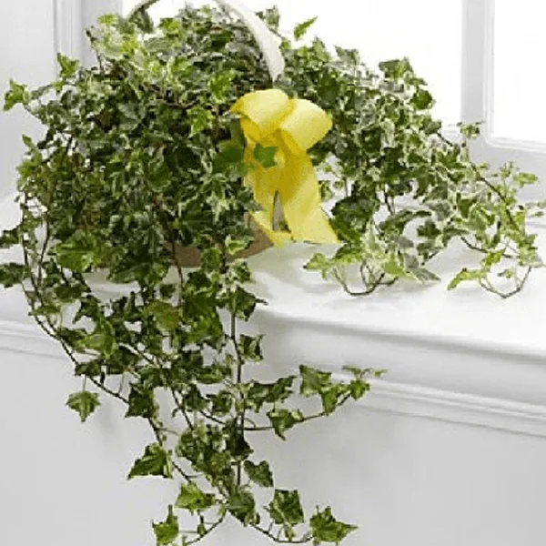 Variegated English Ivy