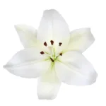 White Asiatic Lily11