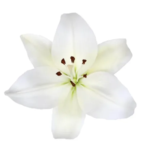White Asiatic Lily11