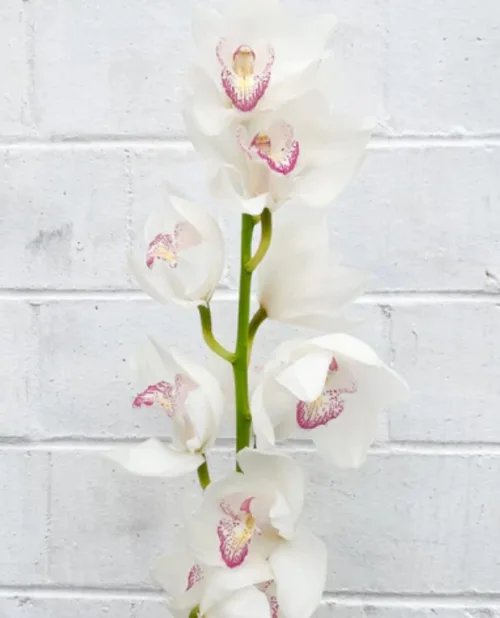 White Cymbidium Orchid11