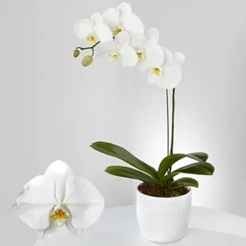 White Orchids Plant - Thai11