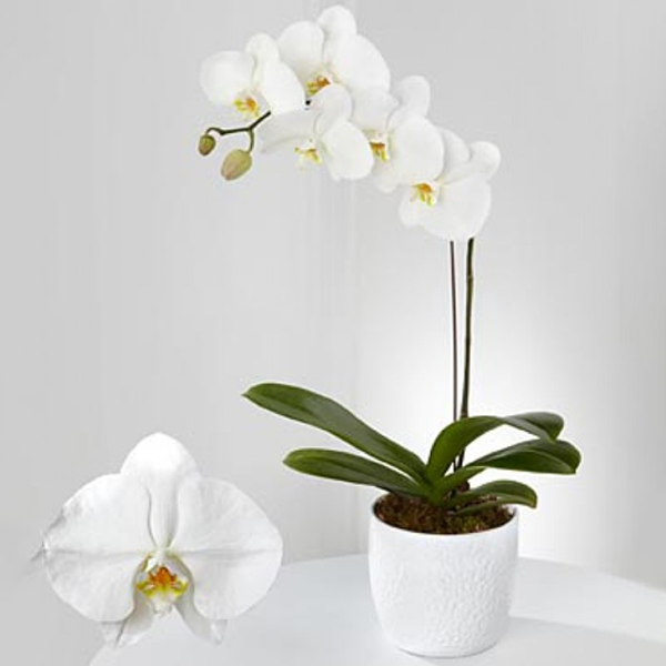 White Orchids Plant - Thai1