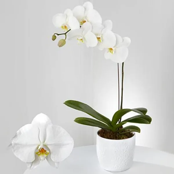 White Orchids Plant - Thai White Orchids Plant - Thai11