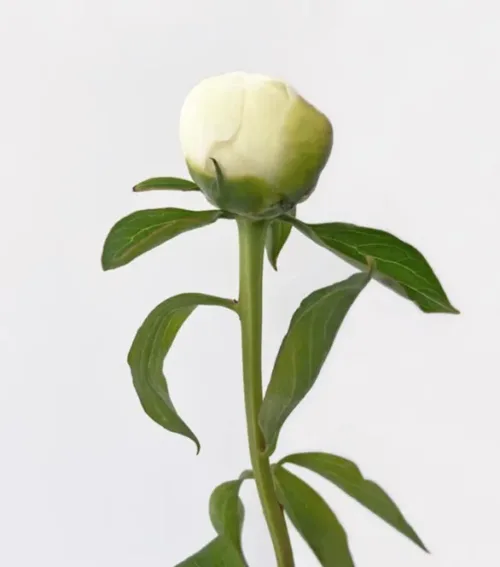 Peonies White11