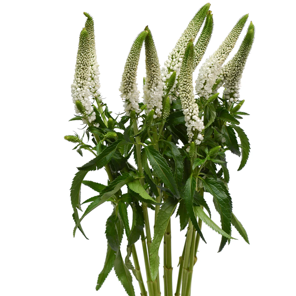 White Veronica1