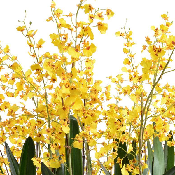 Yellow Oncidium Orchid1