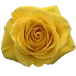 Bulk Yellow Roses, 50 stems
