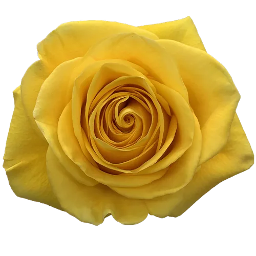 Bulk Yellow Roses, 50 stems